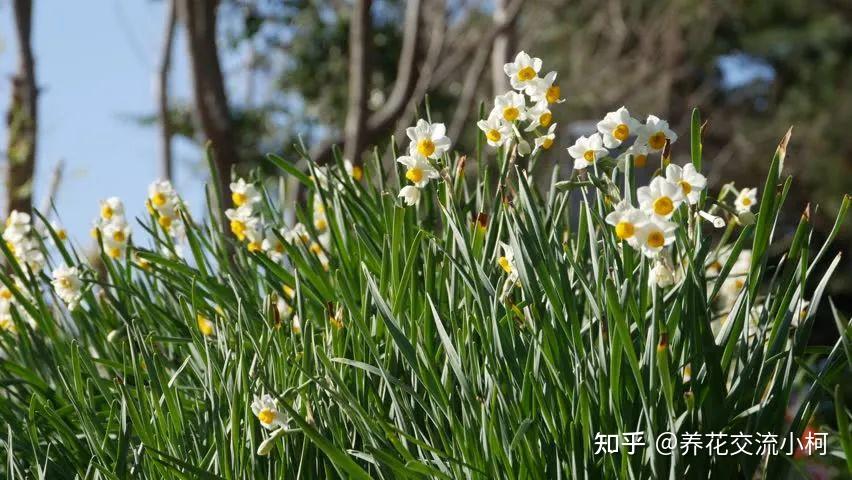 详细了解中国水仙的来历,正确养护方法,附促进复花和切割的技巧 - 知乎