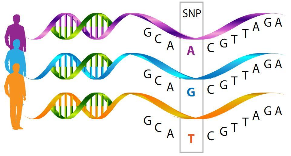 dna 上的单核苷酸多态性(snp)