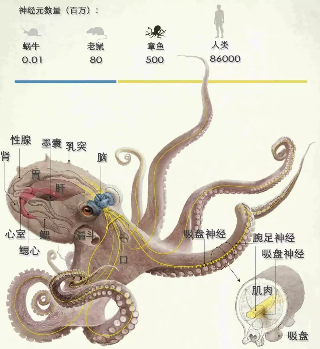 章鱼结构以及神经元对比(图自网络)章鱼结构以及神经元对比(图自网络)