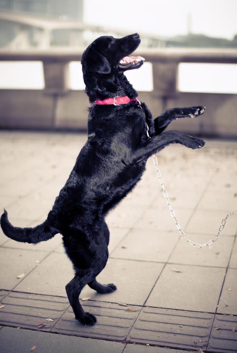 都能够表现得非常温顺友善,看见别人吃东西的时候总是口水巴拉地望着