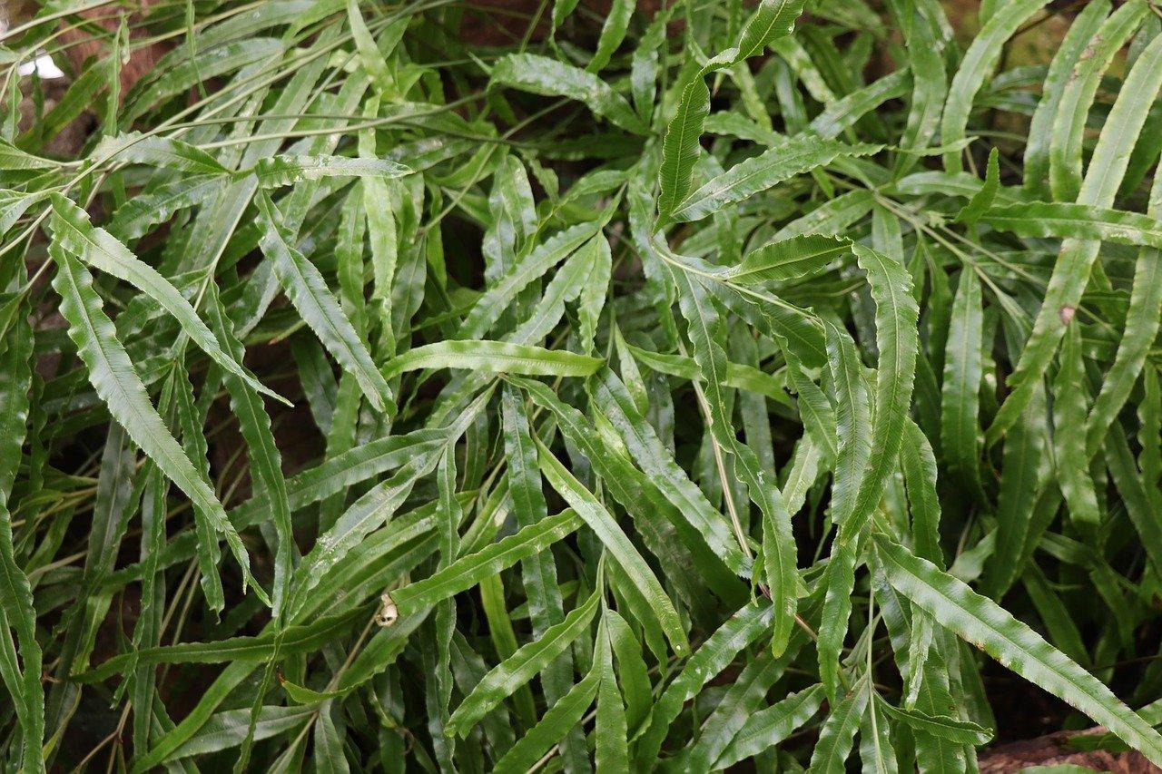 2. 清洁叶片除虫