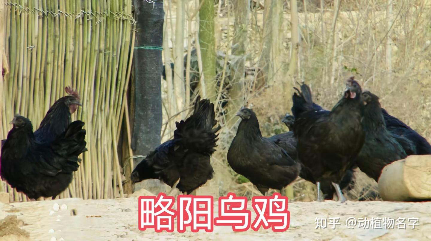 98图带你走进家鸡的世界,家鸡大全第二篇 - 知乎