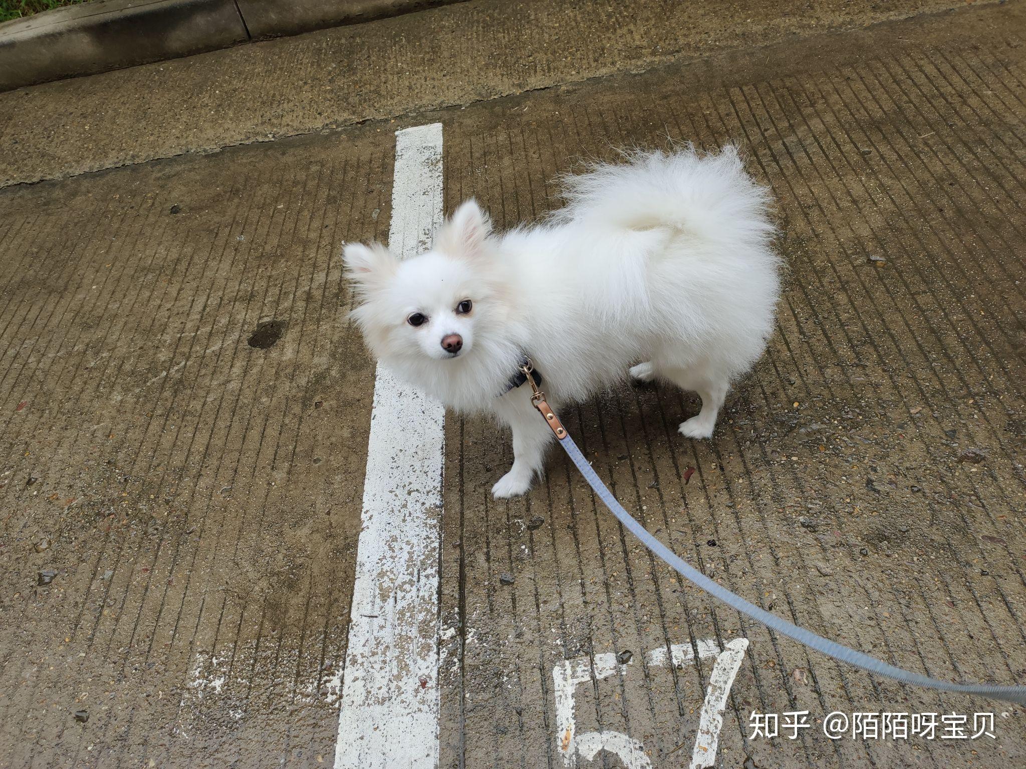 這是博美和狐狸犬的串嗎還是英系博美也不太像