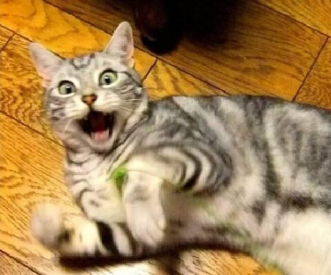 猫咪最害怕什么? - 知乎