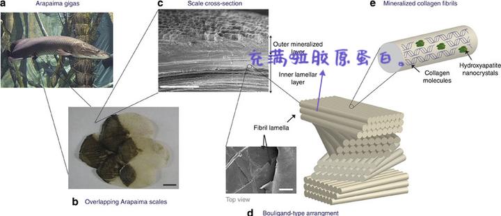 为什么动物进化不出皮甲？