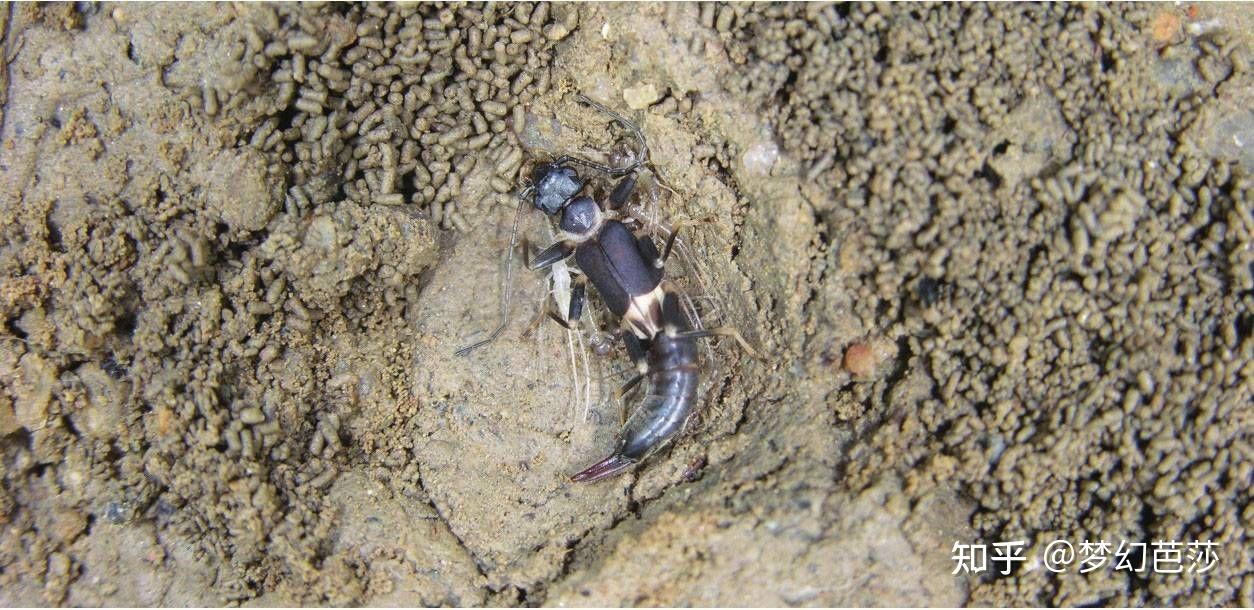 蠼螋,俗称耳夹子虫,剪刀虫,英文叫做earwigs - 知乎
