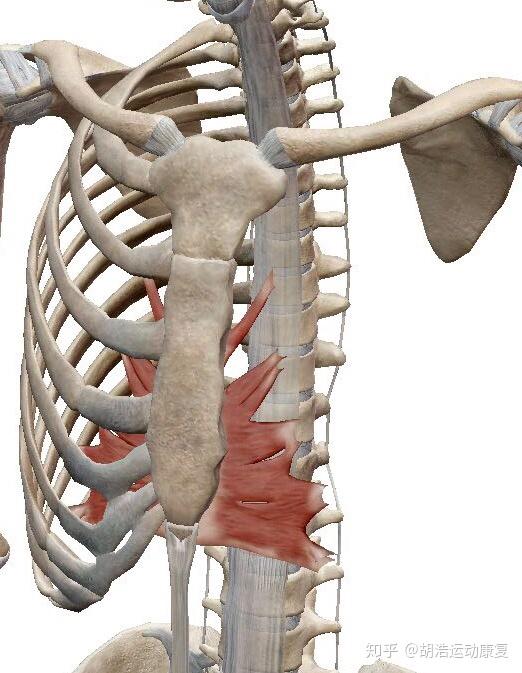 2.胸横肌的秘密那么这是为什么呢?