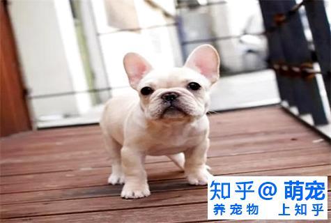 法斗性格怎么样 法斗性格特点 知乎