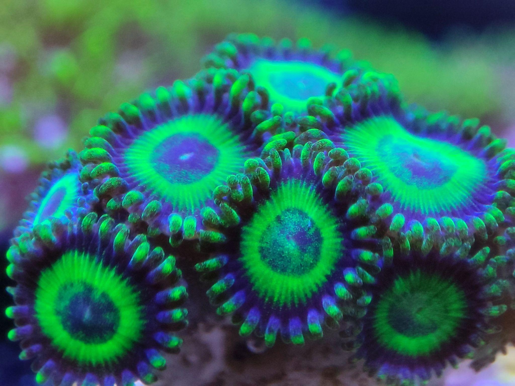 新手海水开缸教程珊瑚美图