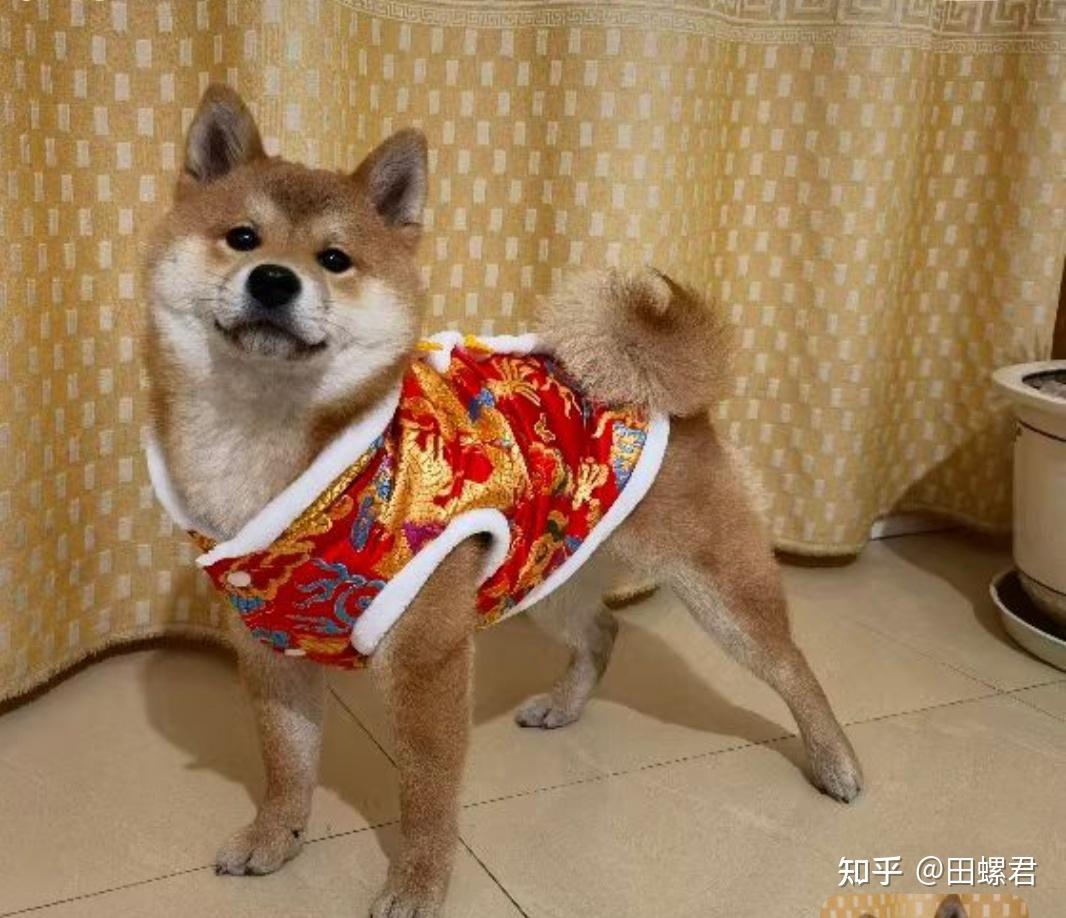 一岁的柴犬还是长得像狐狸,是不是被骗了? - 知乎