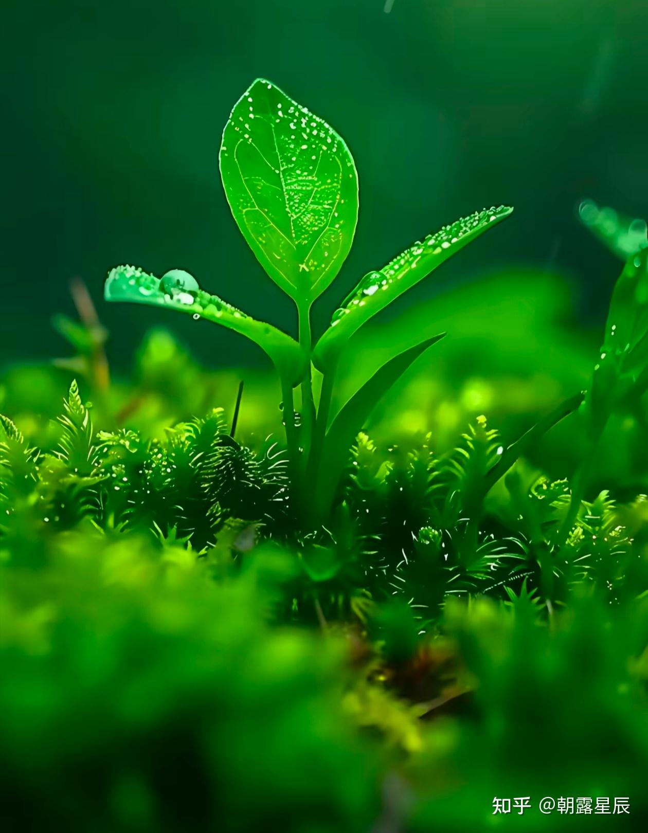 飞花令,带有"草"字的古诗词有哪些?
