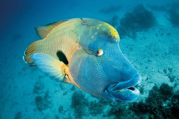 在凯恩斯与大堡礁追星是种什么样的体验?