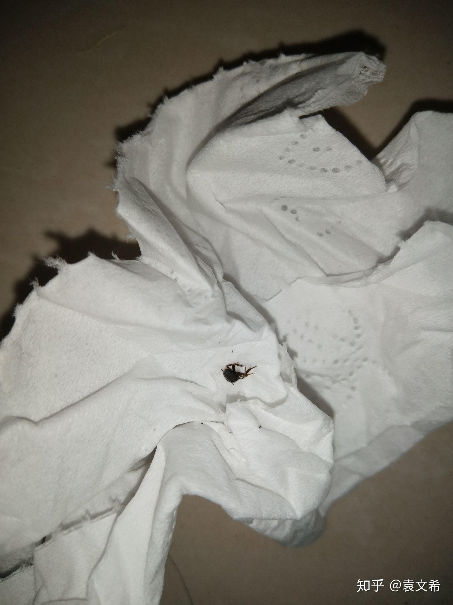 床上发现的小黑虫爬行速度快我四个月的女儿腿上还被咬了个包这是个