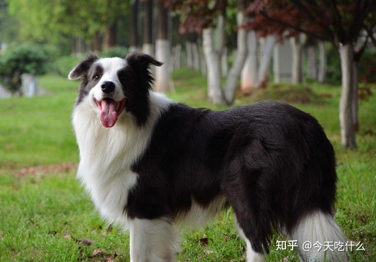 这几种中大型犬服从性超高养了不后悔