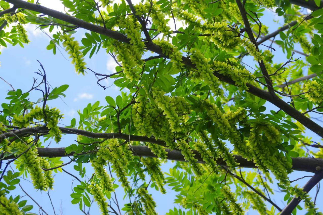 枫杨味 辛,苦,温,有杀虫止痒,利尿消肿,止疼等很多药用价值.