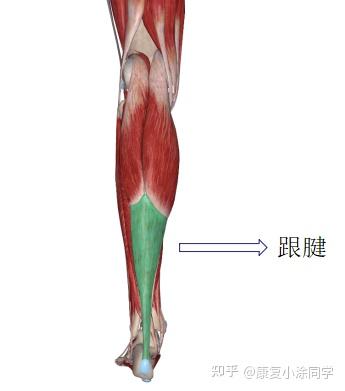 跟腱断裂修复手术康复最全攻略！ - 知乎