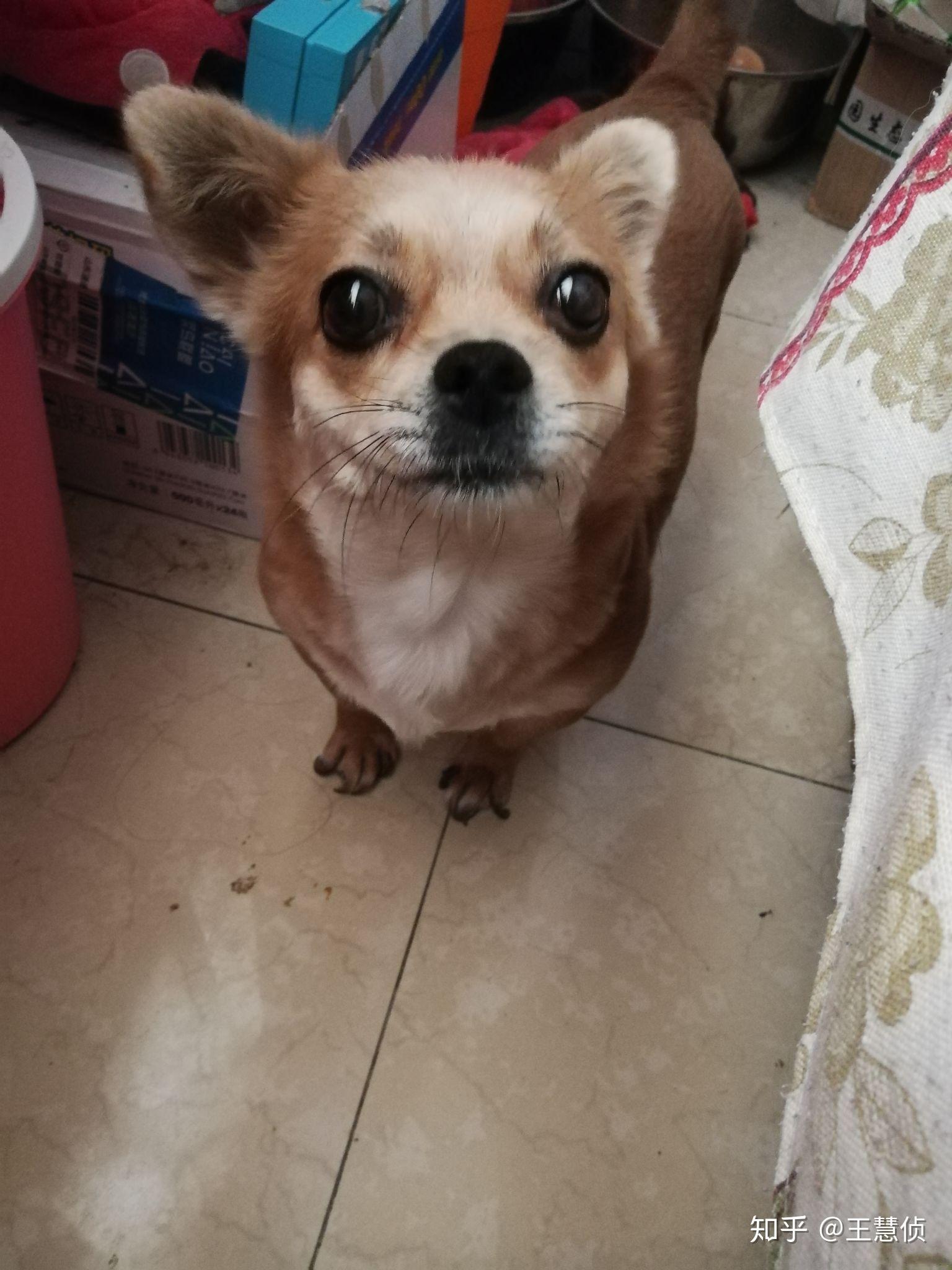 土狗吉娃娃长什么样子