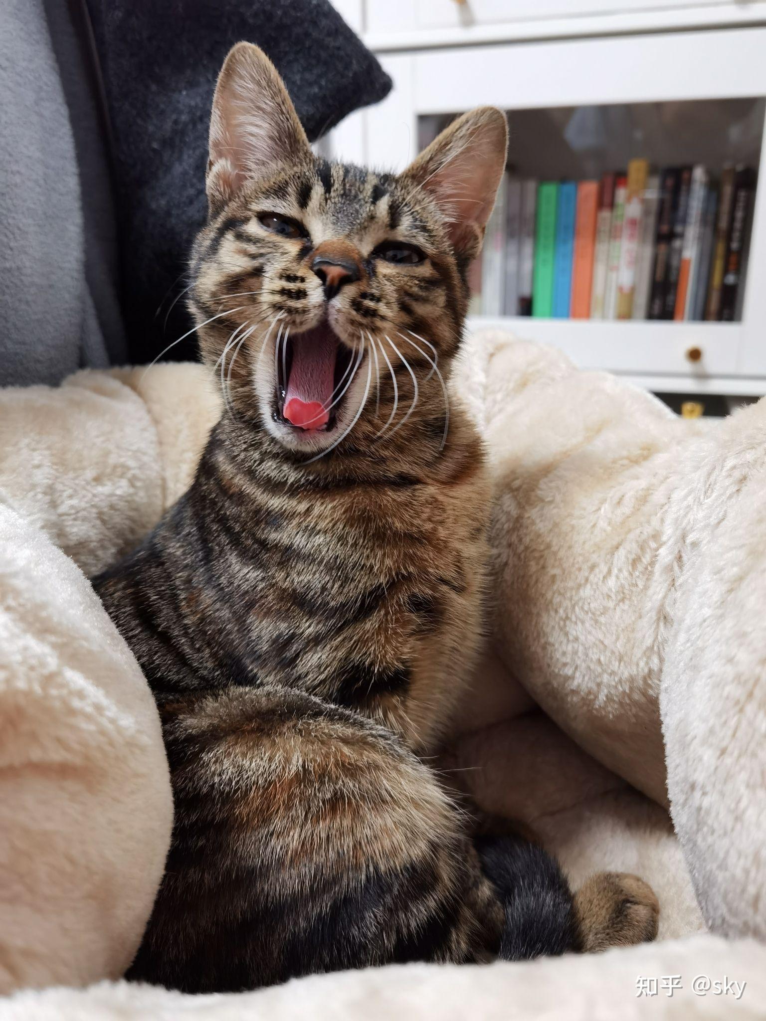 中国特有的狸花猫有多强大