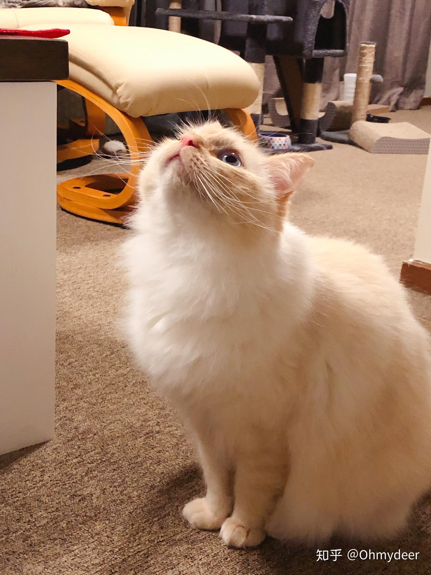 优享资讯 有人养火焰布偶吗