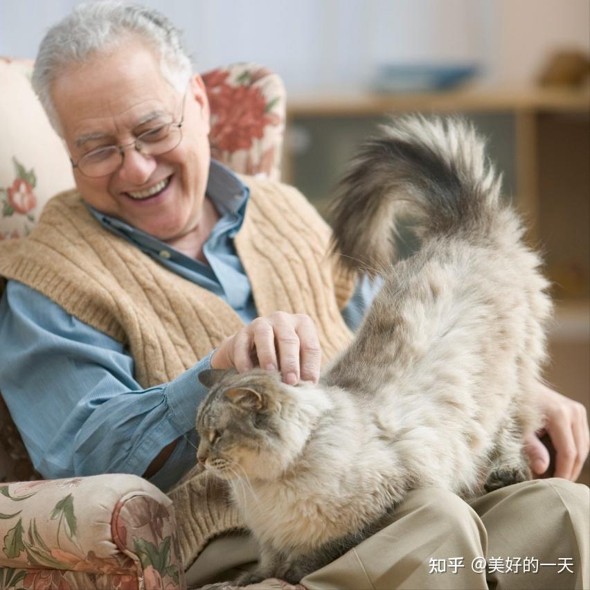 长期养猫的人和不养猫的人,谁的寿命长? 结果令人意外 - 知乎