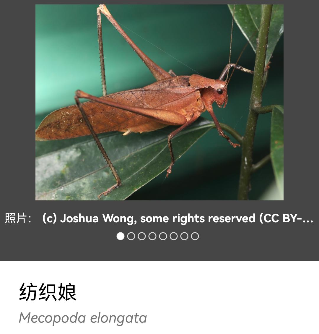 这是什么虫子,看起来像合起一半的枯叶,但是它的脚又很长?