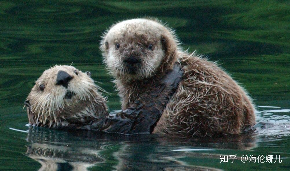 怎样才能捡到一只海獭？ - 知乎
