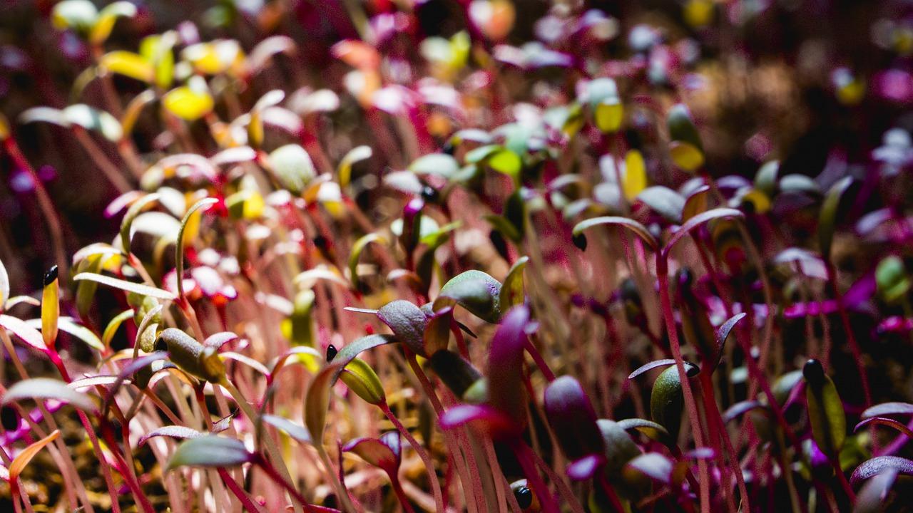 4. 铜钱草花语寓意