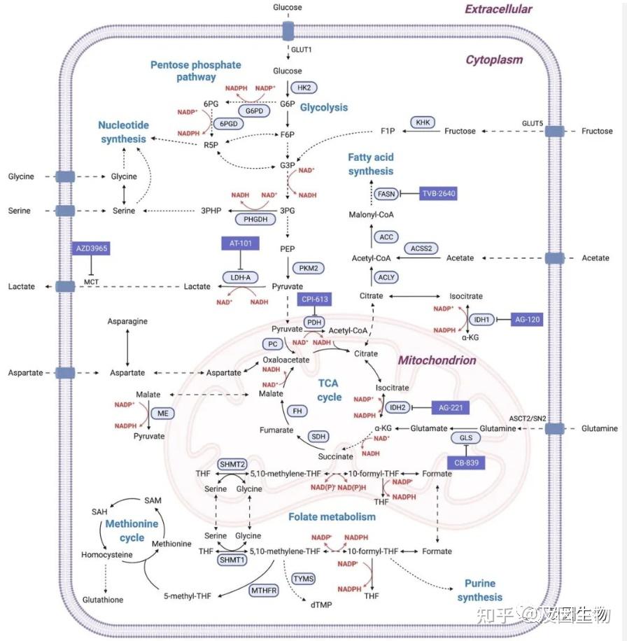 糖酵解代谢途径如何调控呢？ - 知乎