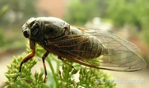 周期蝉与质数 知乎