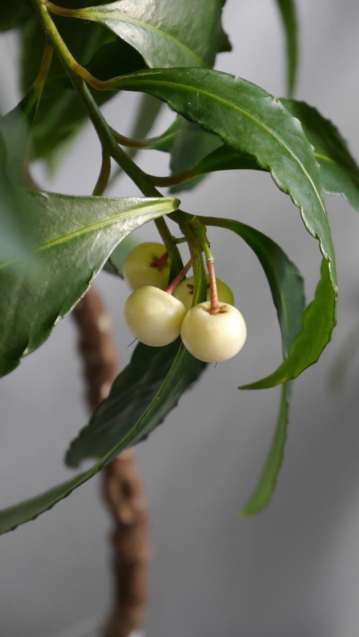 客厅什么植物耐阴好养