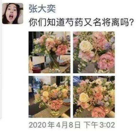 张大奕工作室_张大奕抖音_网红张大奕