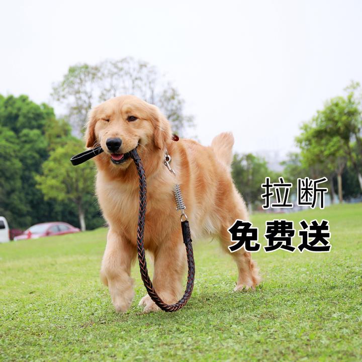 三种狗链 牵引绳的使用体验对比 知乎 三种狗链 牵引绳的使用体验对比 知乎