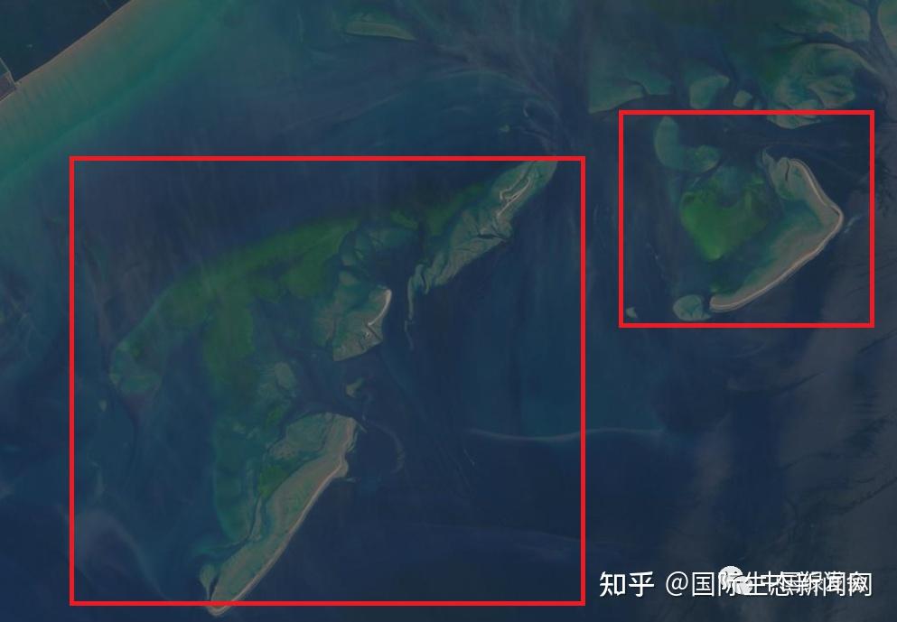 恢复生态学 案例学习-中国海草生态系统修复 - 知乎