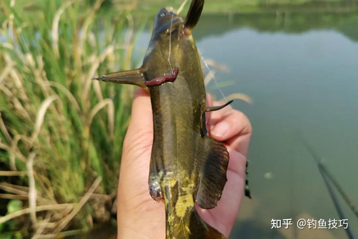 怎样钓嘎鱼?嘎鱼喜欢吃哪种食物?嘎鱼的生活习性和垂钓技巧 - 知乎