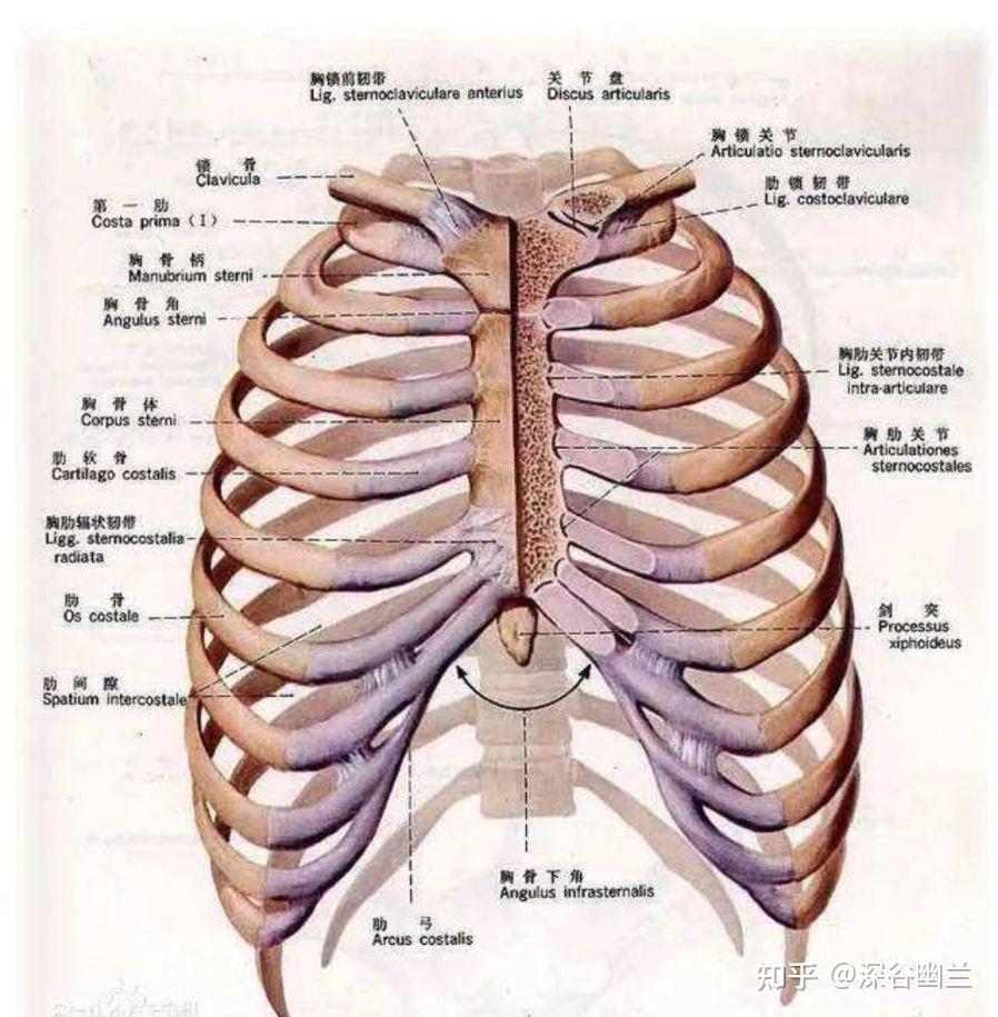 锁骨与第一肋关系图图片