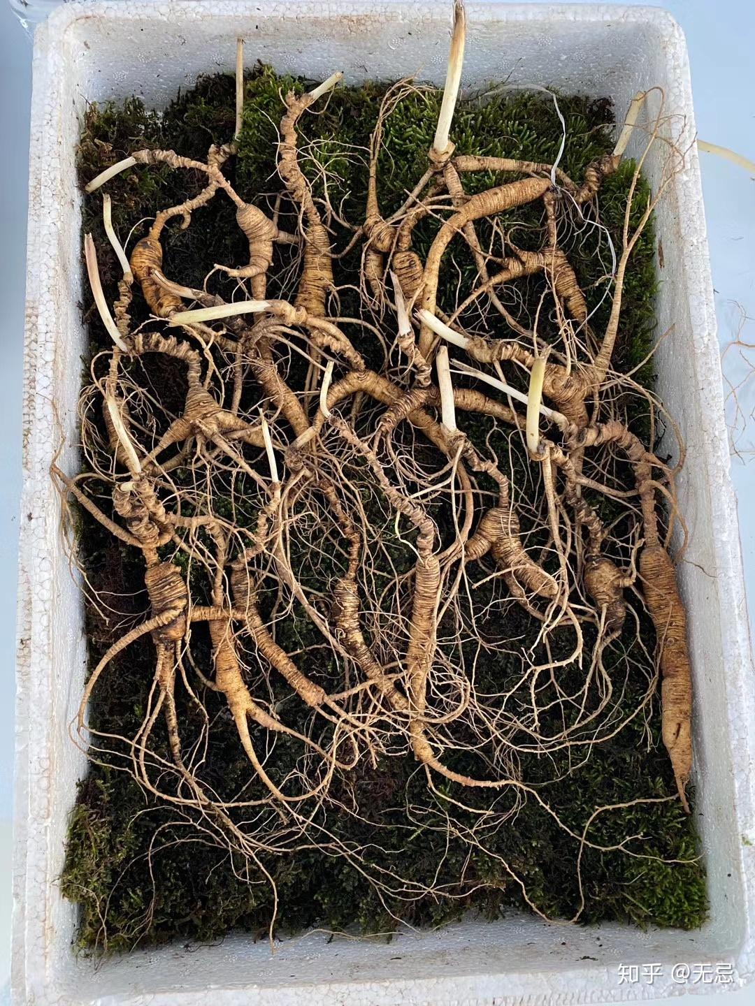 鲜人参怎么保存