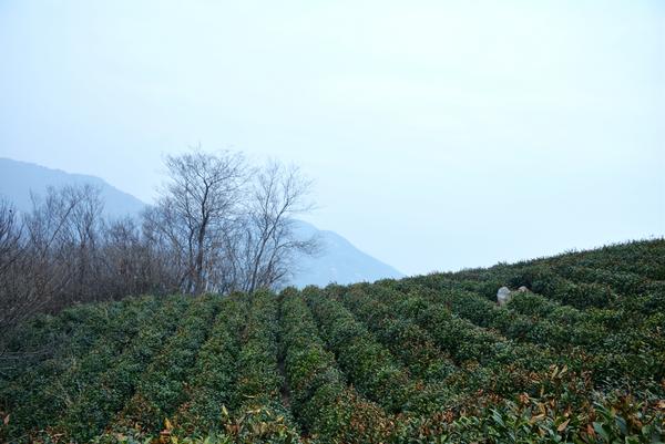 黛青色的山峦.