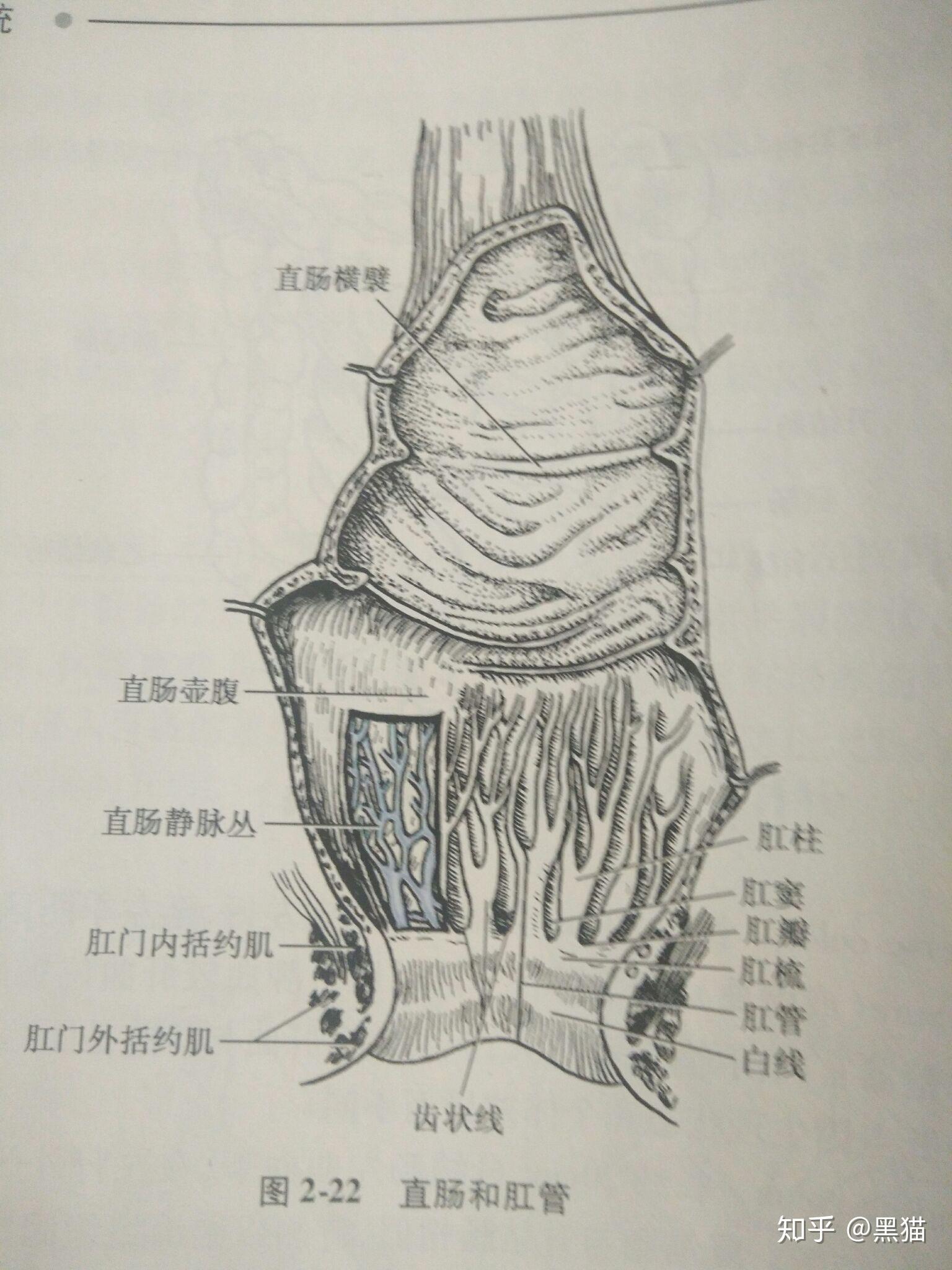 直肠不直为何叫直肠? - 知乎
