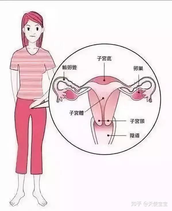 卵巢在腹部位置图真人图片