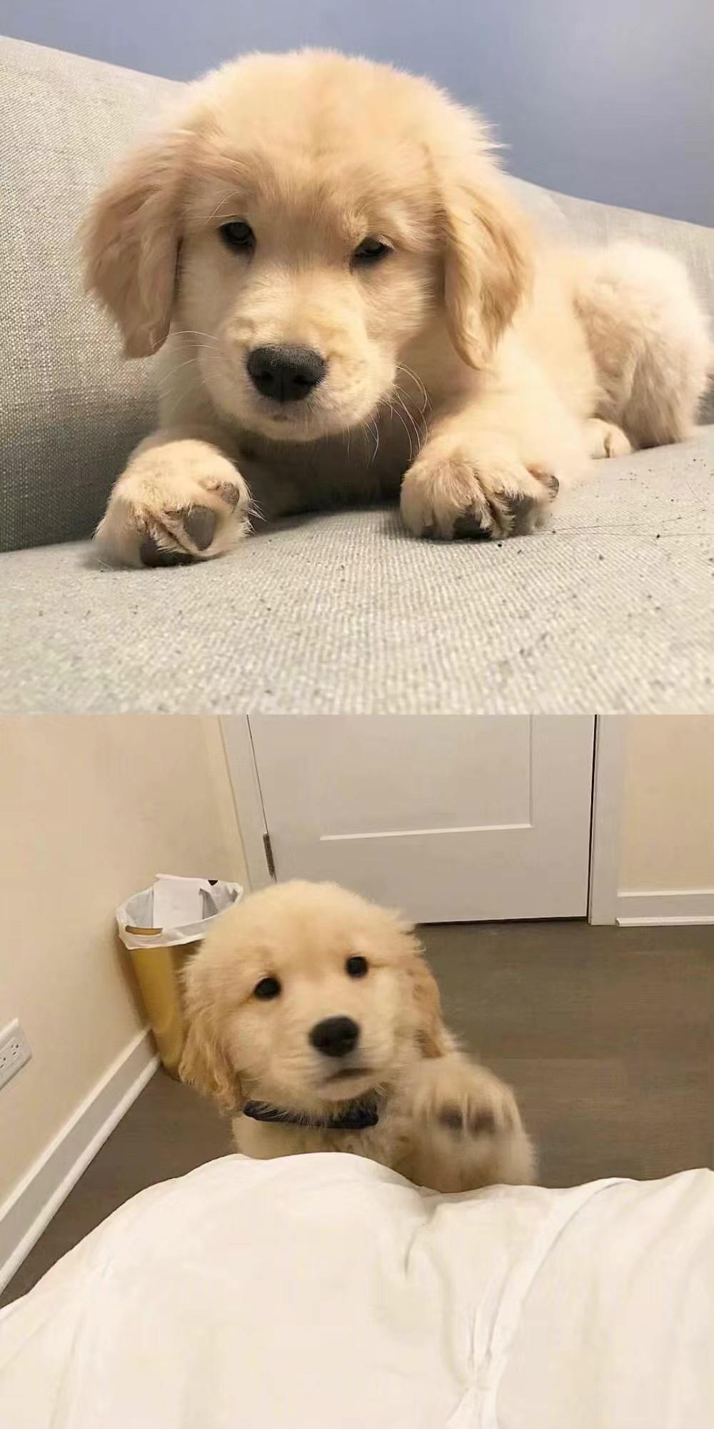 想要小狗舔屏幕的屏保? - 知乎