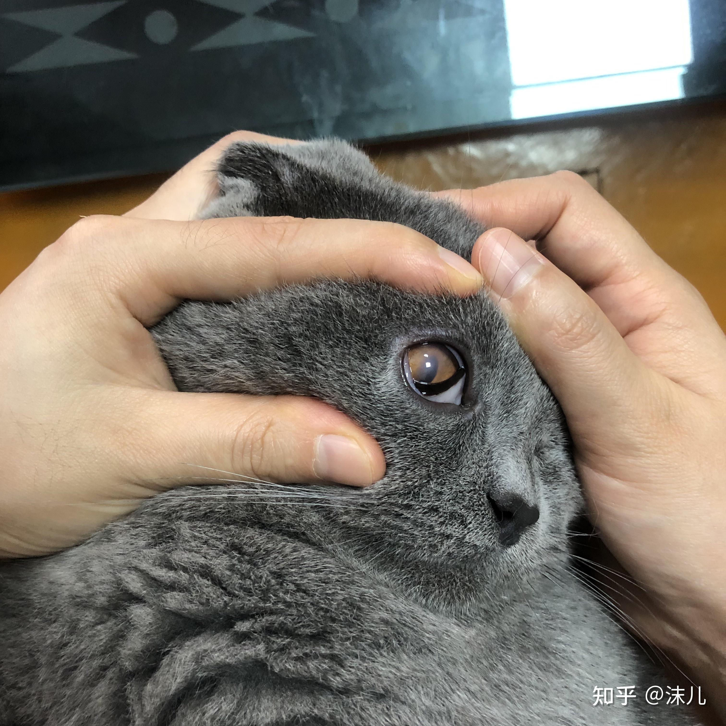 我怎样治好英短蓝猫角膜炎的