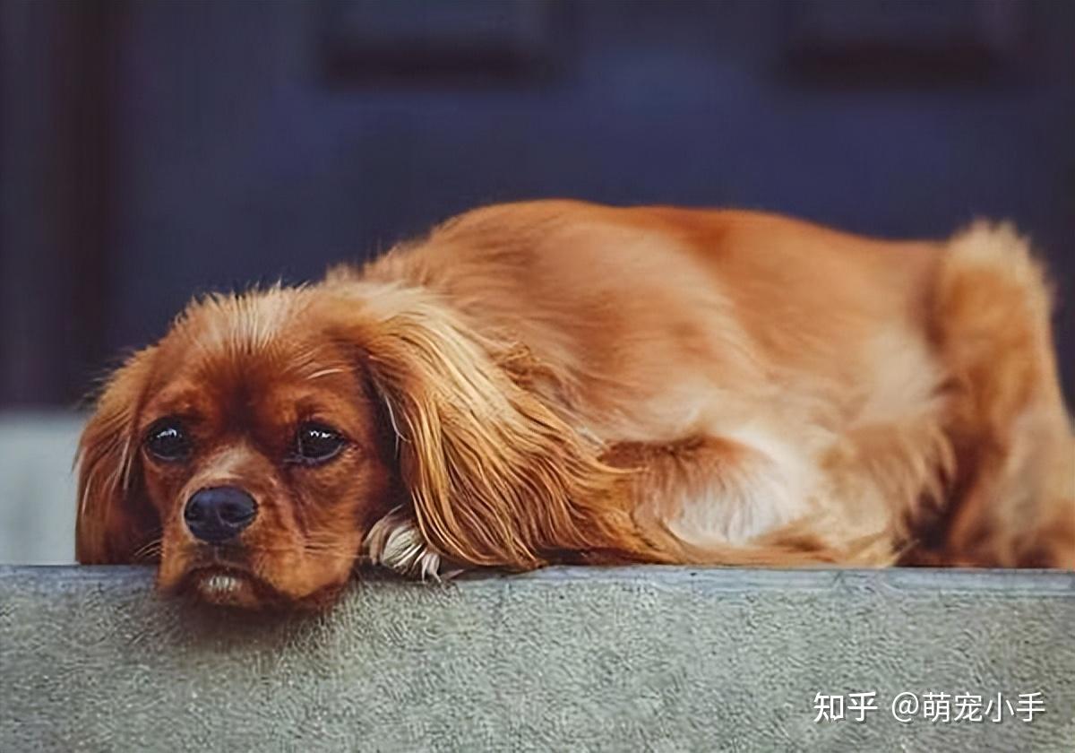 狗狗拉稀怎么办?兽医:这样做,狗狗会感谢你的 - 知乎