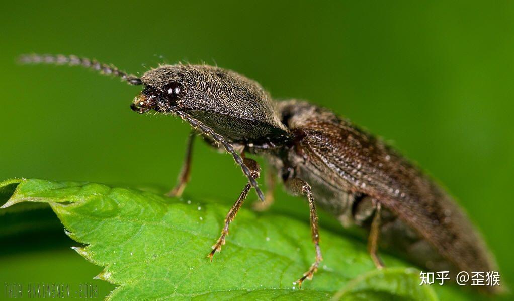 求普及 这是什么虫?