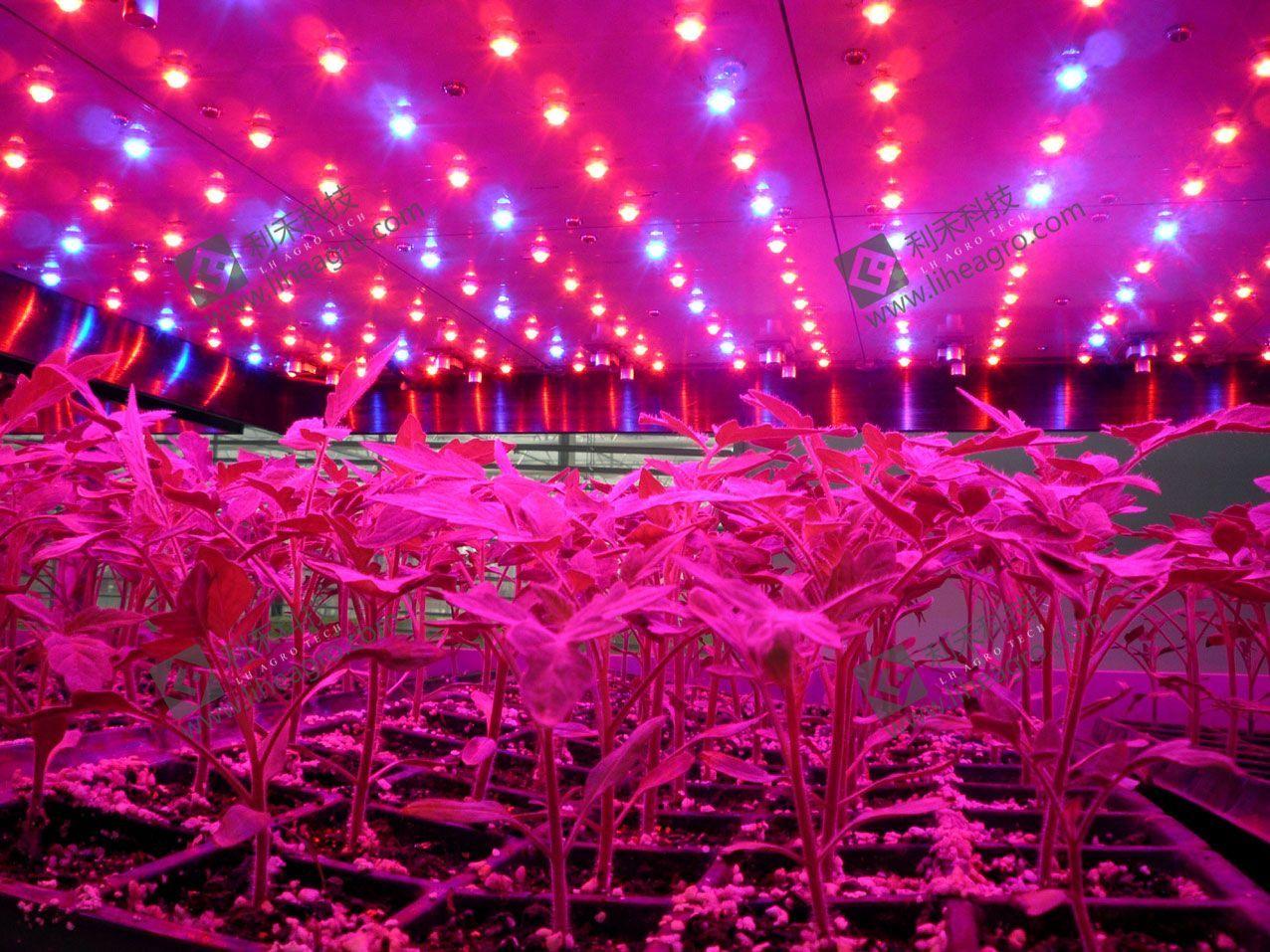 请问室内使用led灯照射生长出来的蔬菜口感及品相如何?