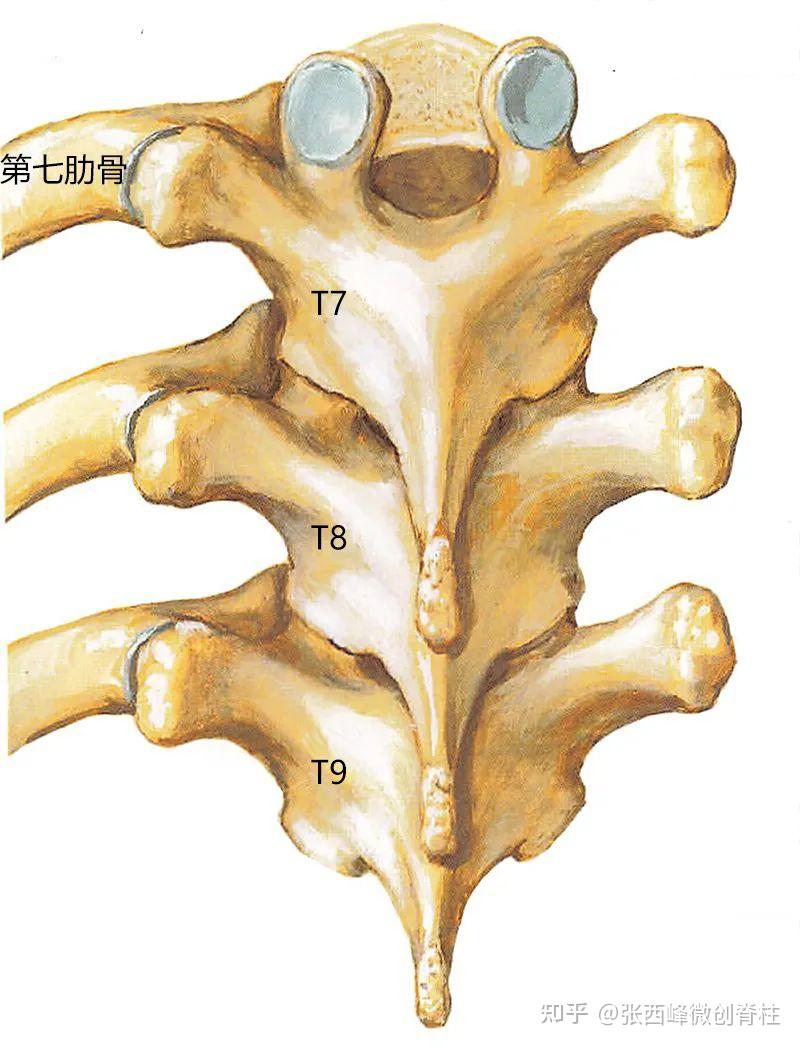 #医心相伴,让爱更踏实#让我们一起来认识脊柱 - 知乎