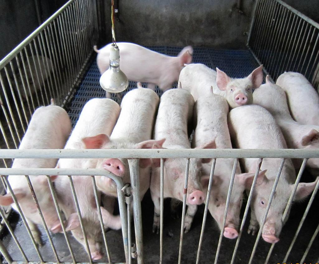 仔猪存在缺铁性贫血，是现阶段养猪业正在面临的问题！养殖户：需怎么使用 - 猪好多网
