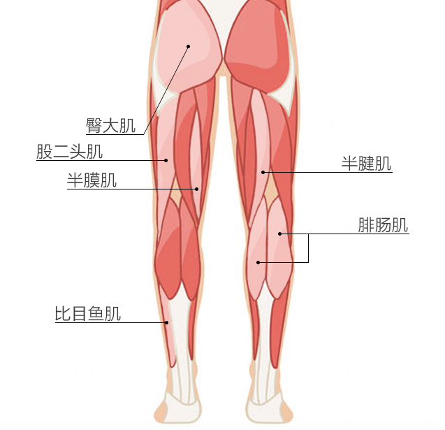 包括臀小肌,闊筋膜張肌,縫匠肌,股四頭肌,腓腸肌,比目魚肌等