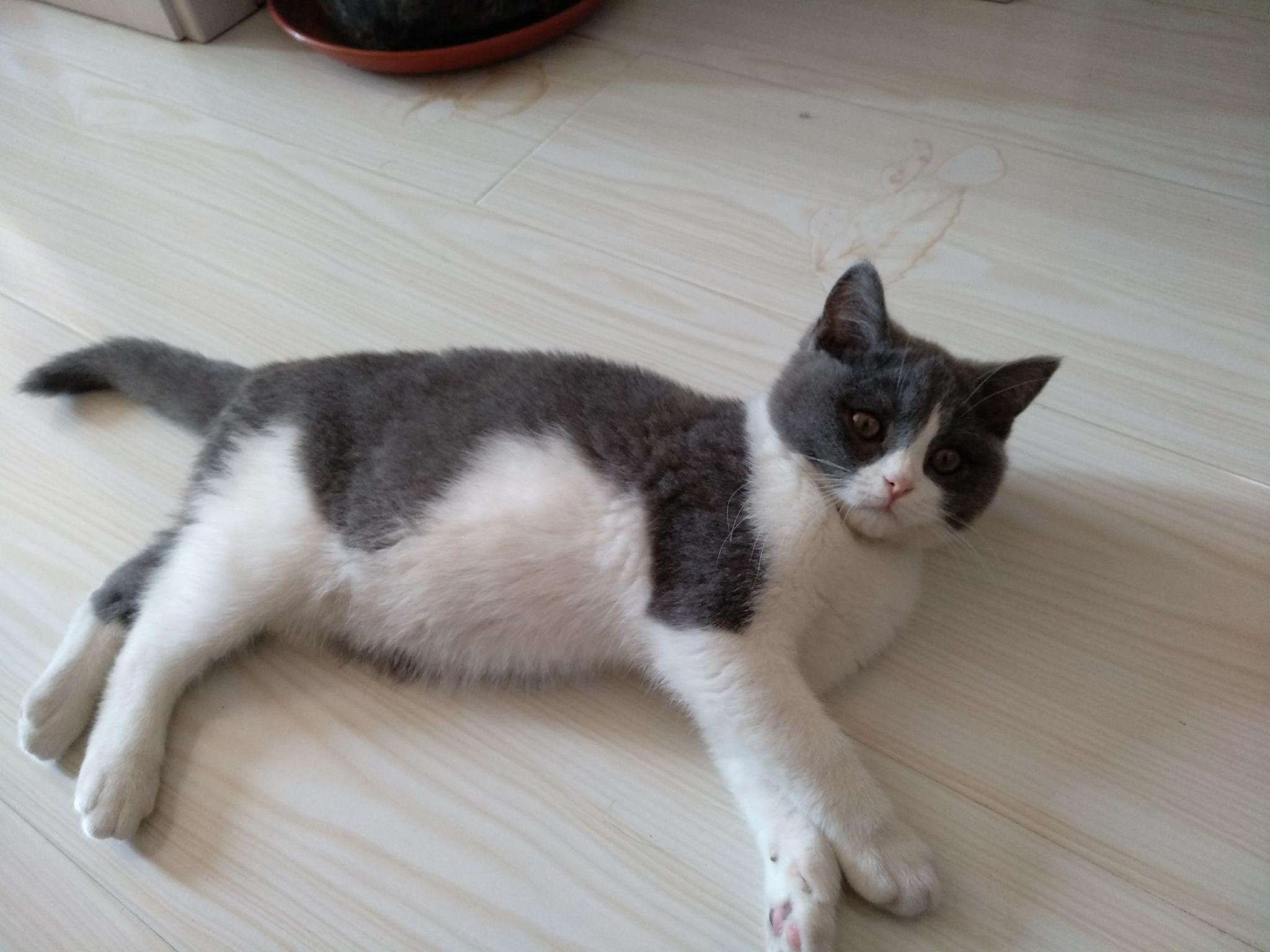 我家小胖子英短蓝白品相如何