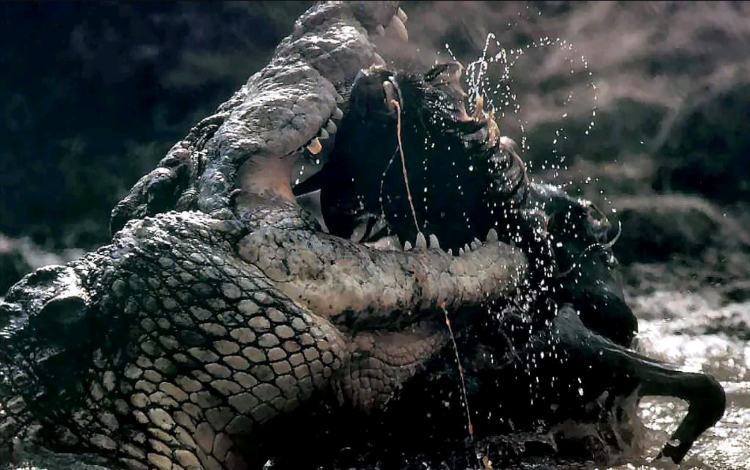 请问鳄鱼和河马哪个更厉害,希望能有说服力一点. - 知乎