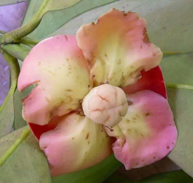 为什么从山竹底部能看出山竹的瓣数? - 知乎